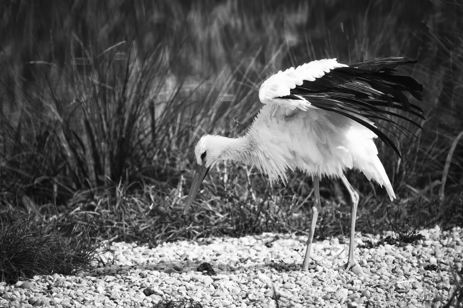 _GBM1181-Editar-Editar-2