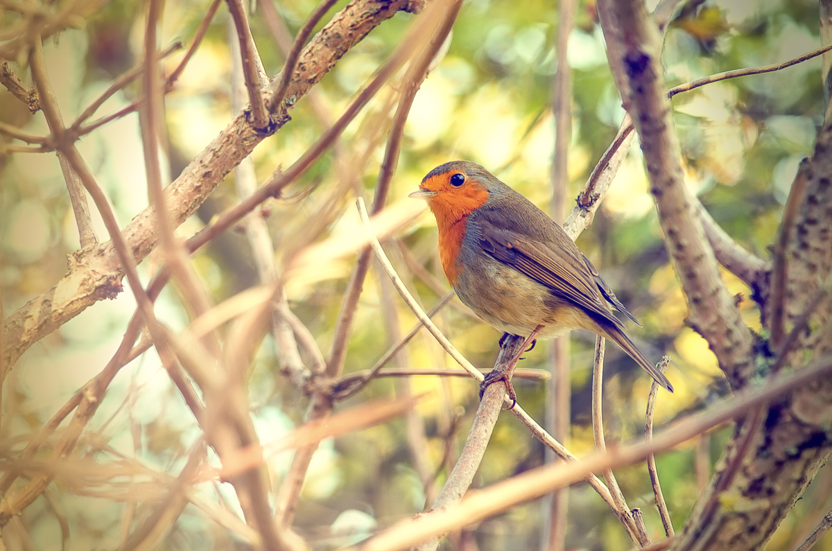 _GBM5551-Editar-Editar-Editar