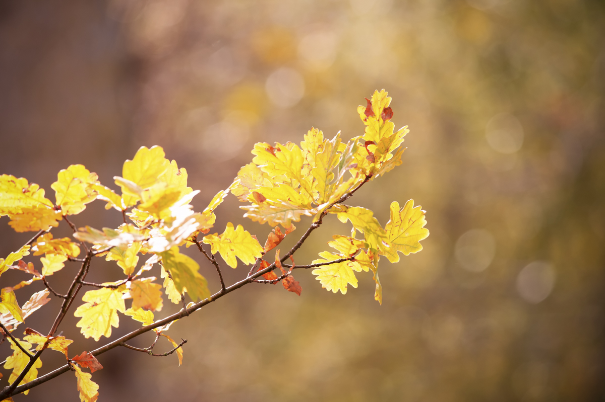 _GBM5574-Editar-Editar