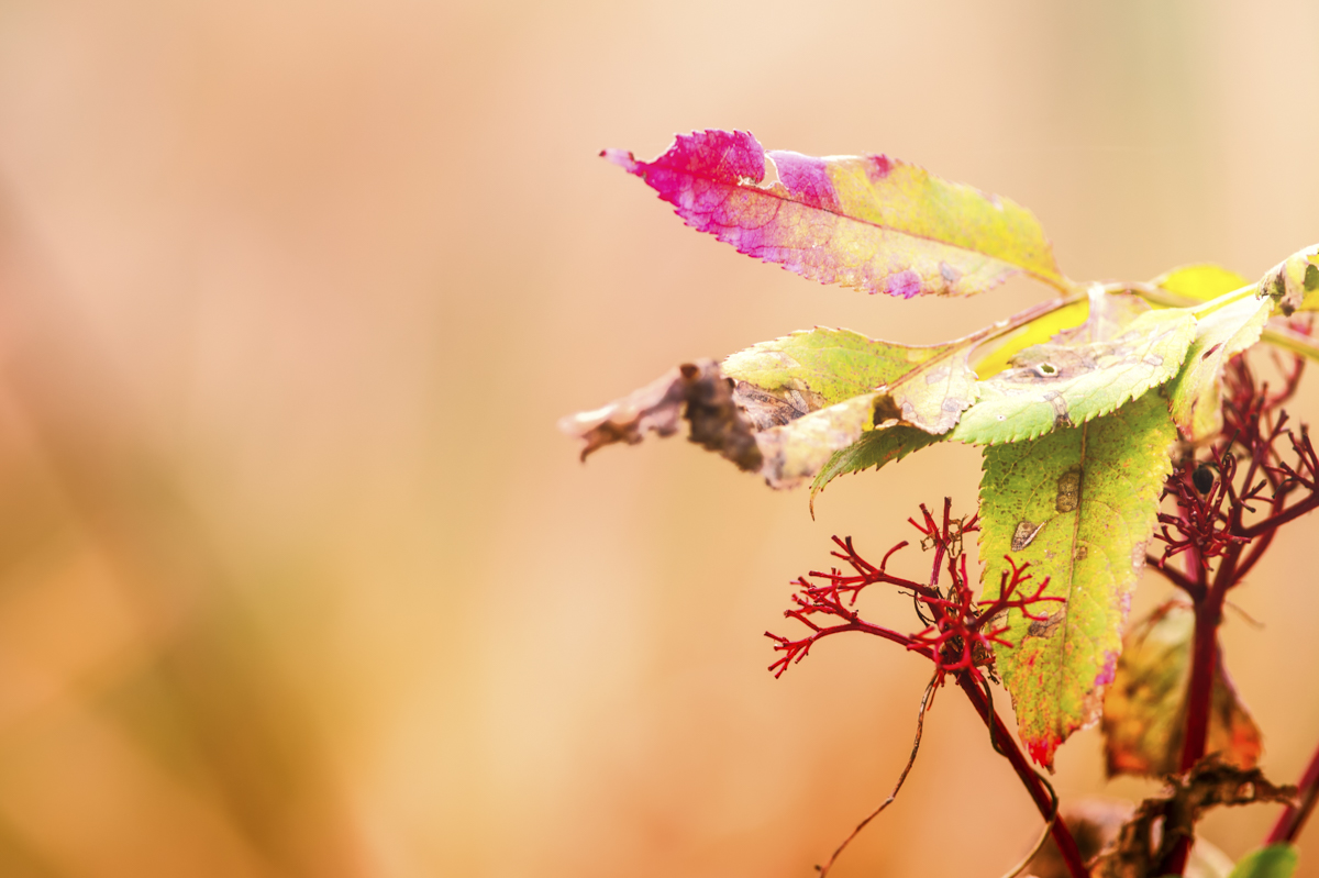 _GBM5599-Editar-Editar-Editar