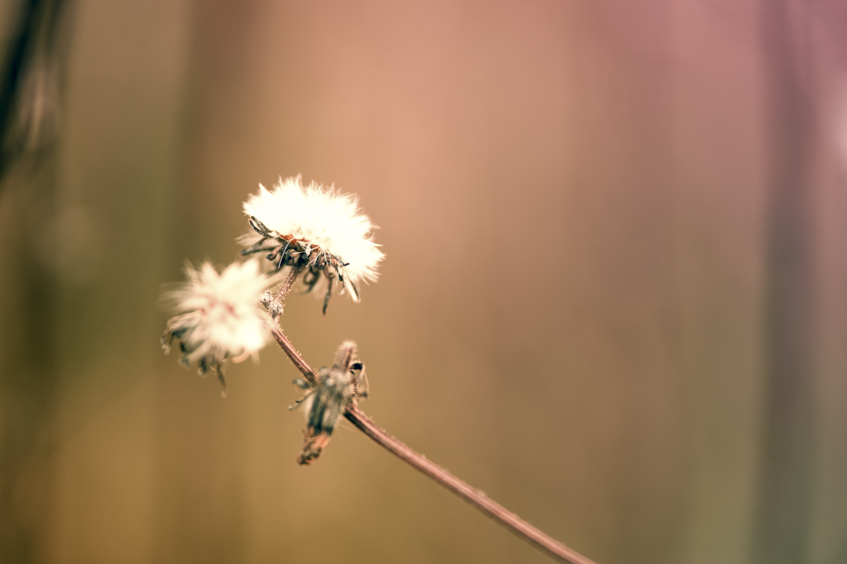 _GBM5639-Editar-Editar-Editar