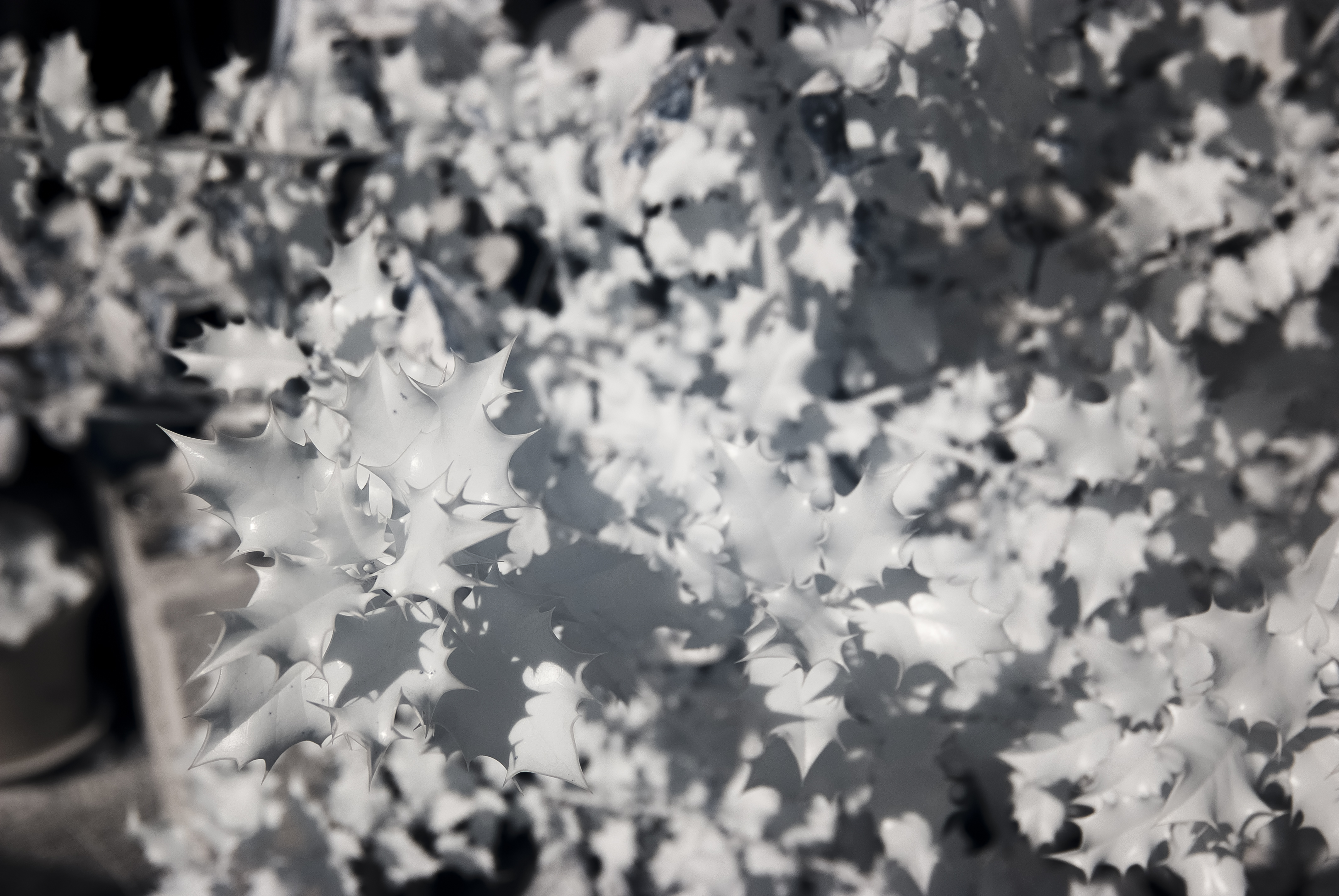 08032015-_DIR1679-Editar-2-Editar