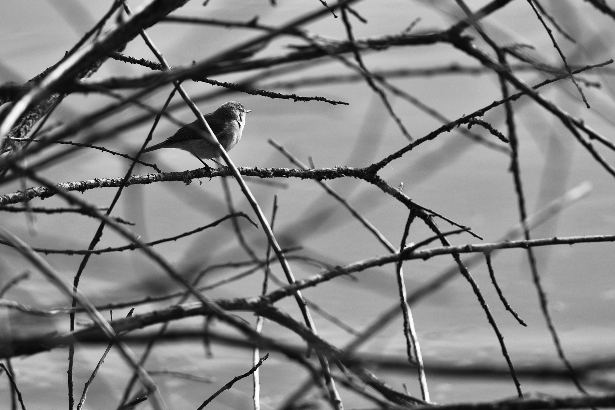 09032015-_FTG6445