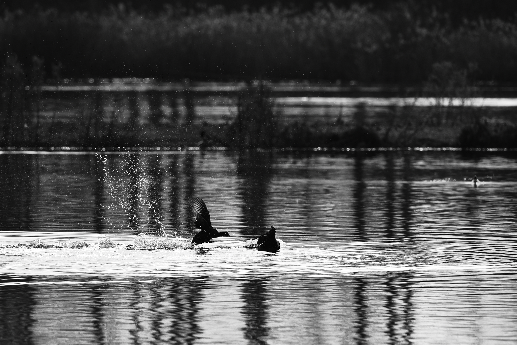 09032015-_FTG6455