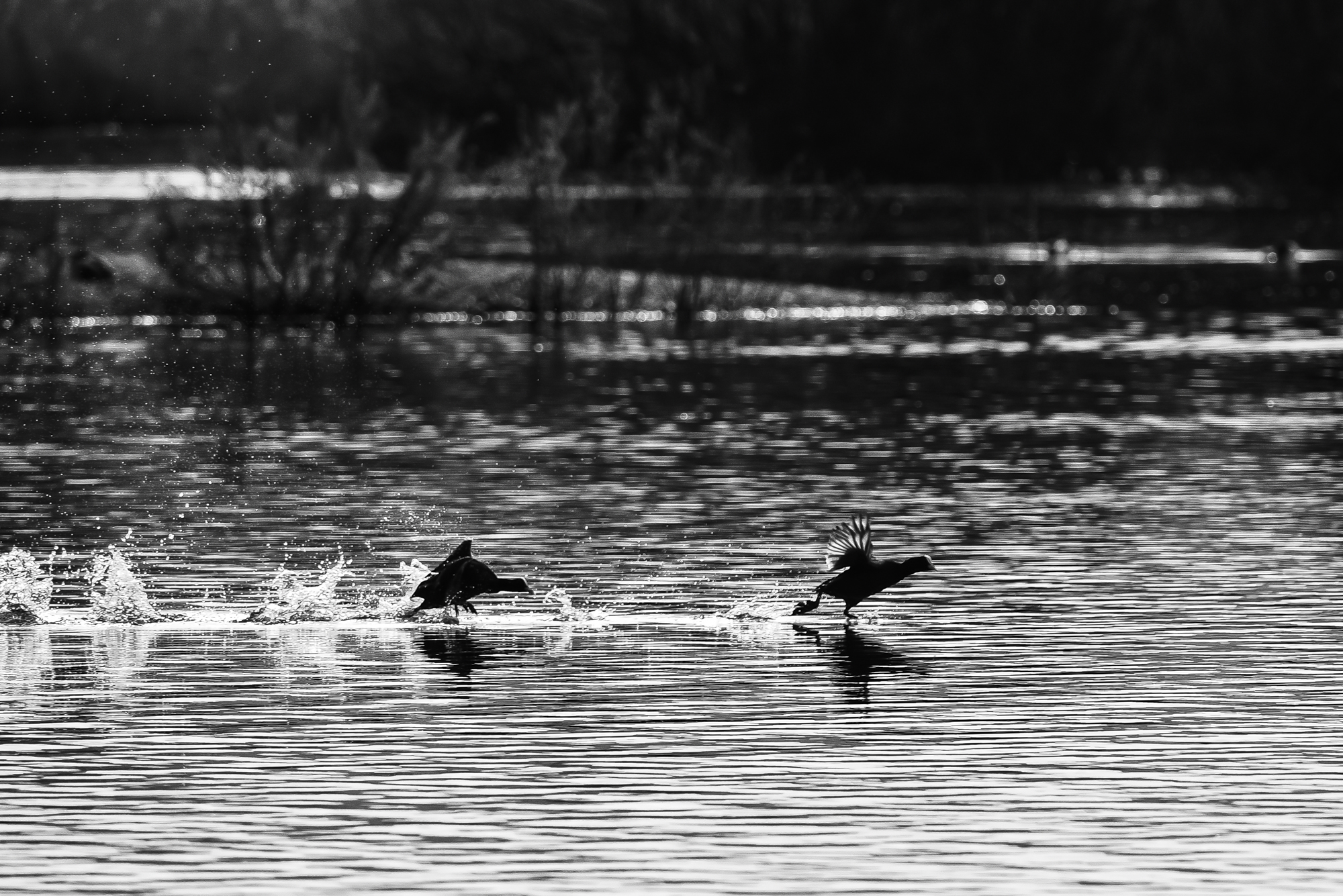 09032015-_FTG6464