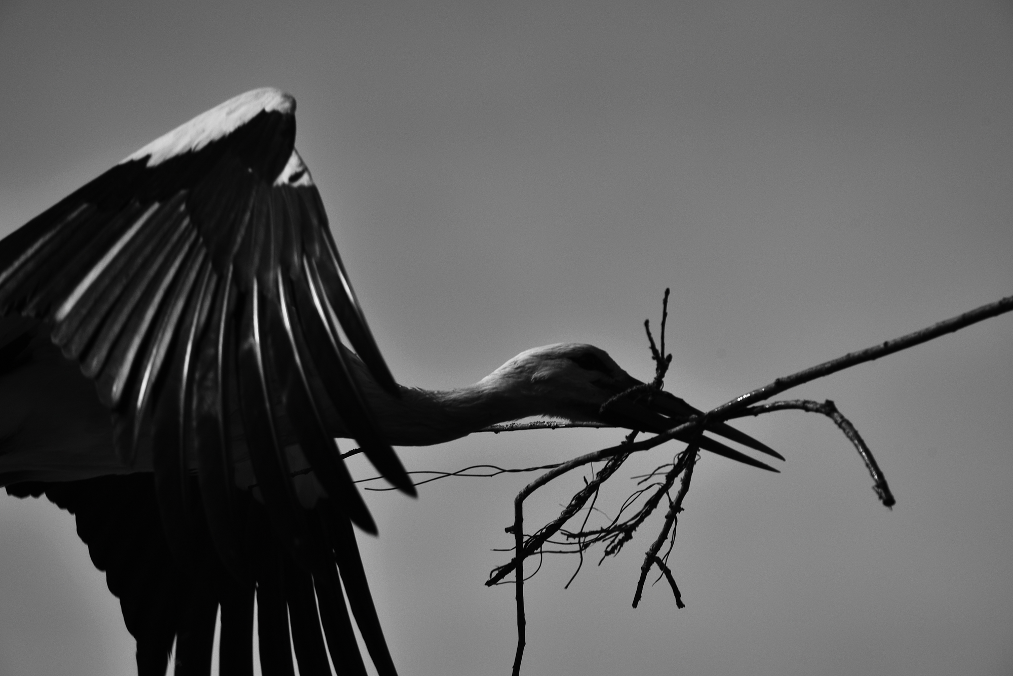 09032015-_FTG6505