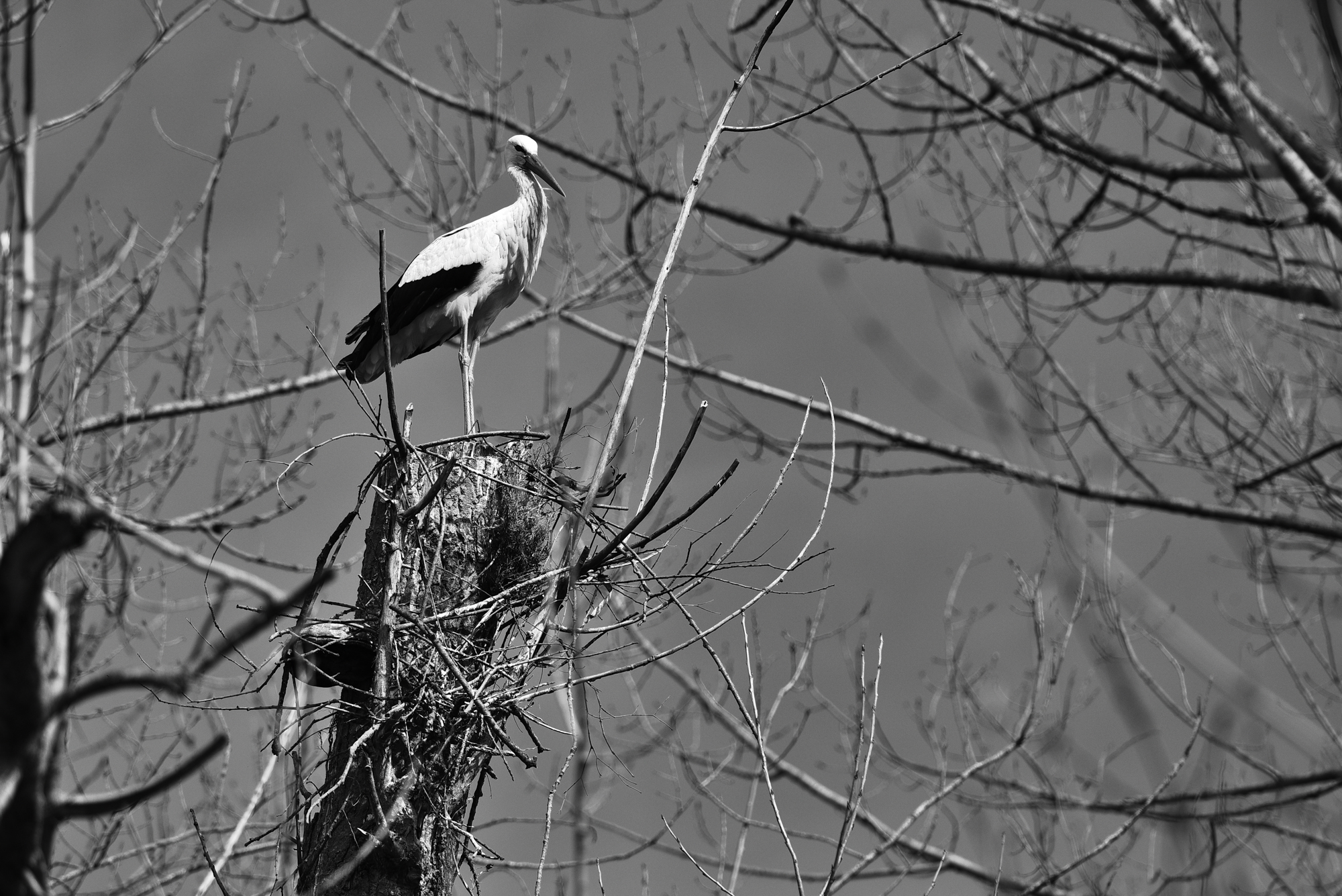 09032015-_FTG6508