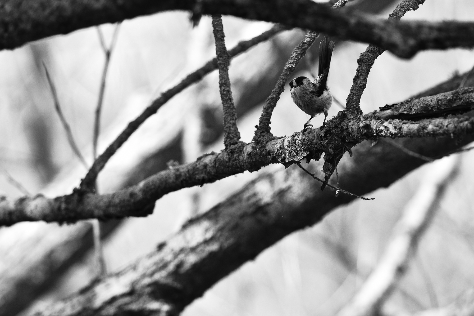 09032015-_FTG6580