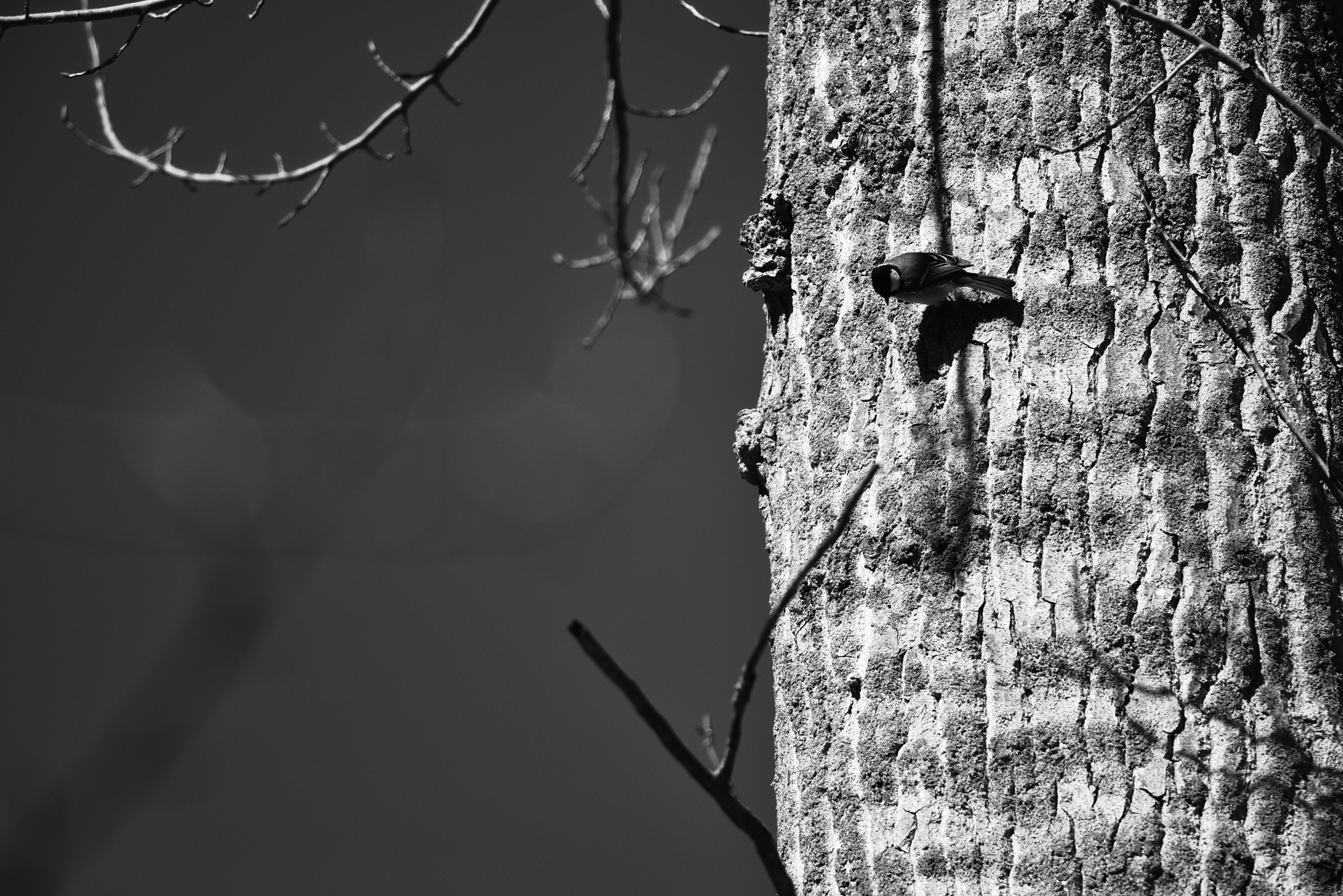 10032015-_FTG6619
