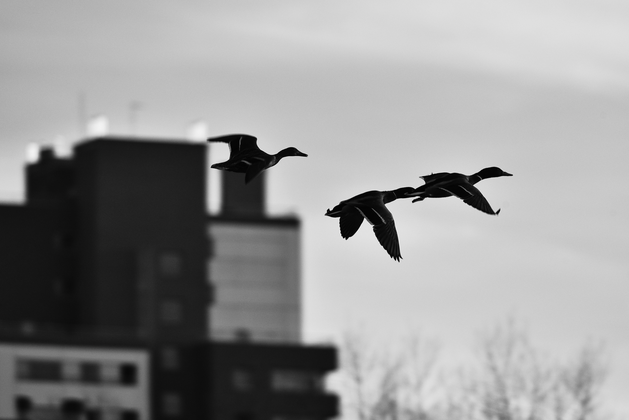 10032015-_FTG6749