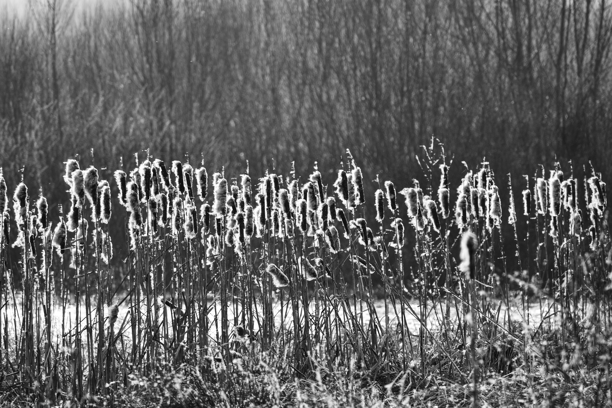 11032015-_FTG6764