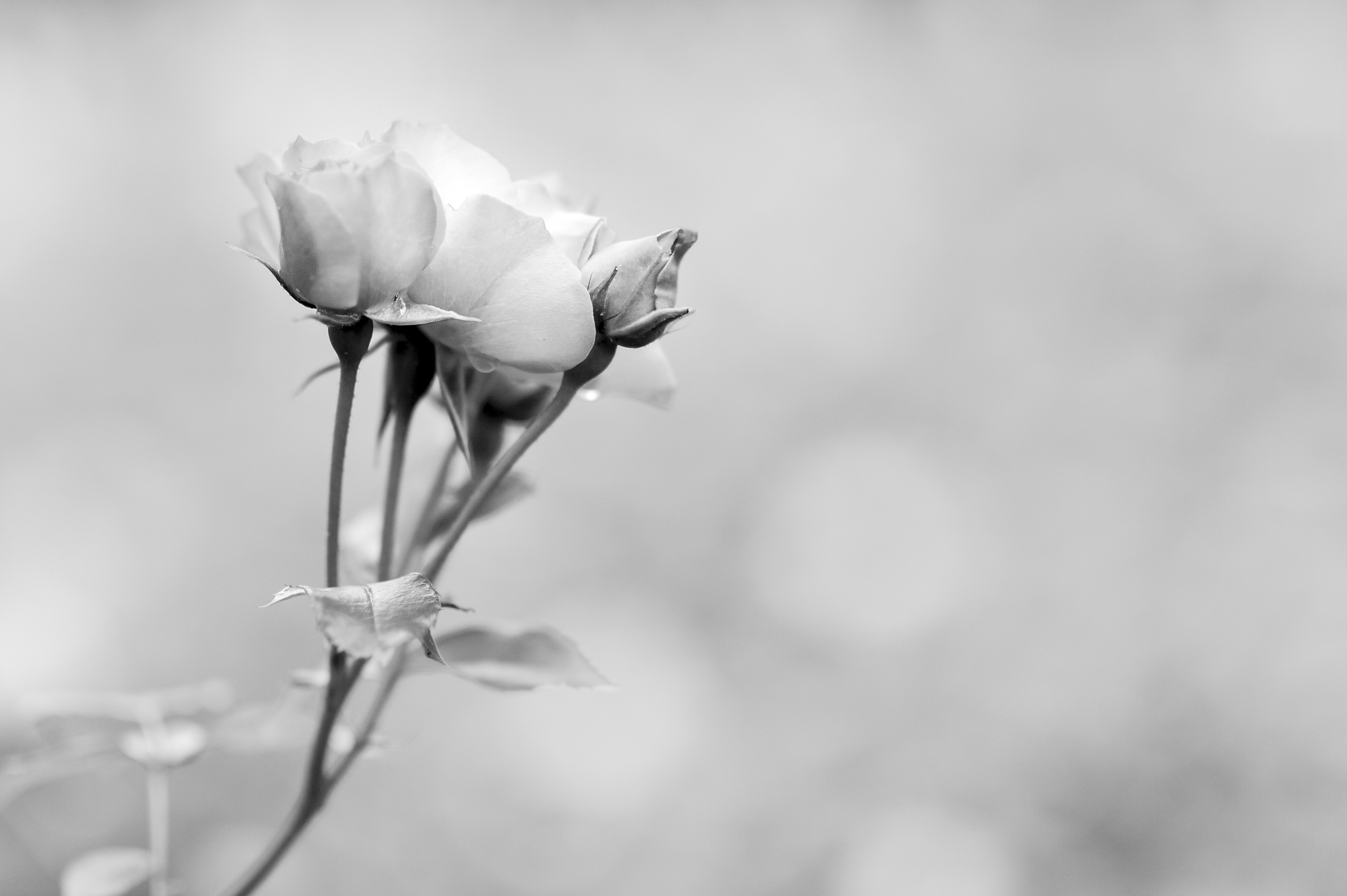 08042016-_FTG2044