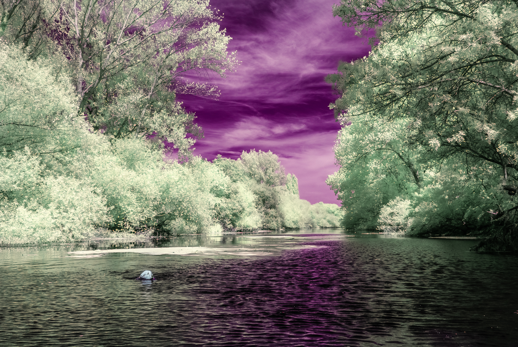 _DIR2422-Editar-Editar