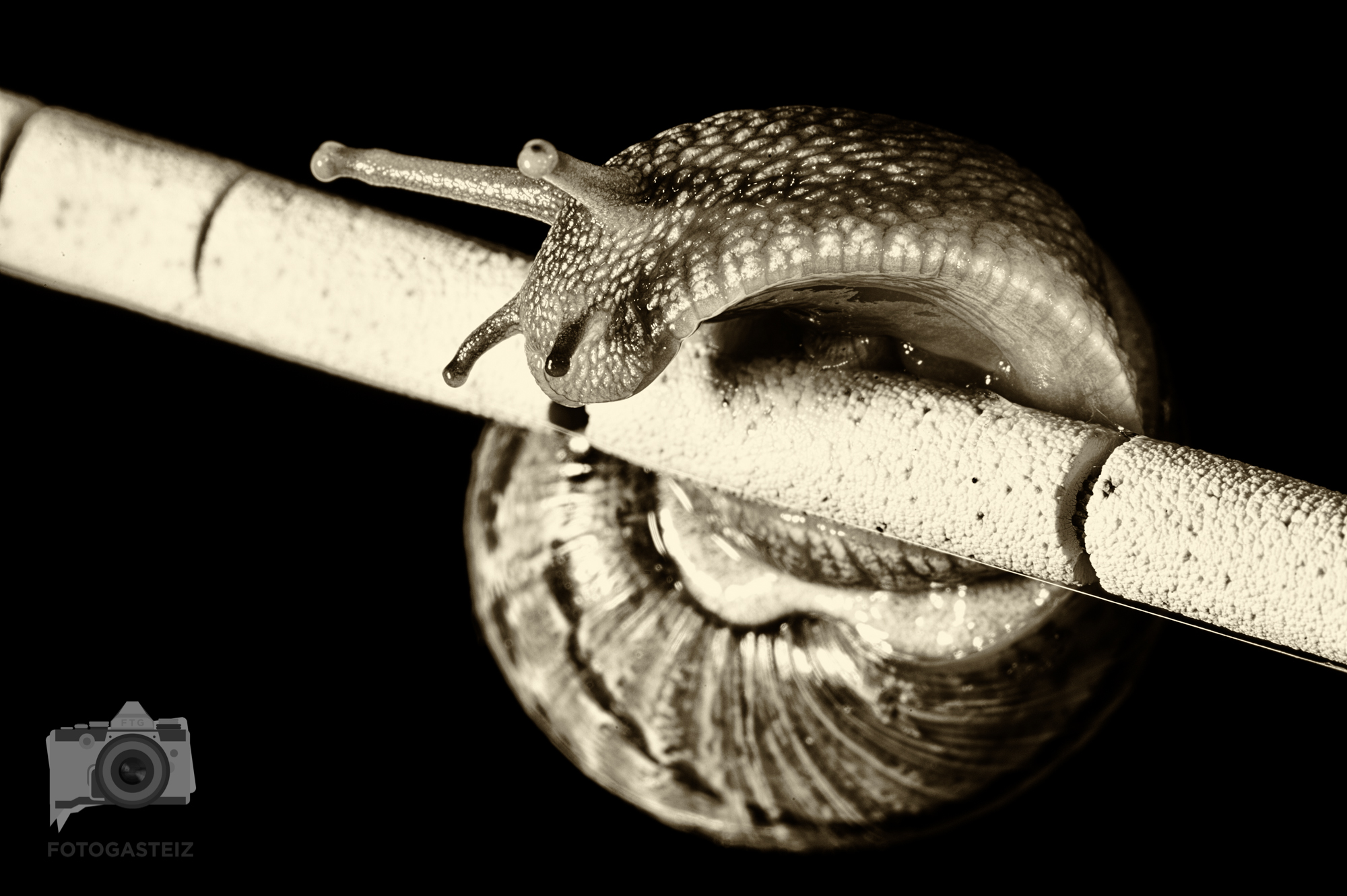 _FTG6785-Editar