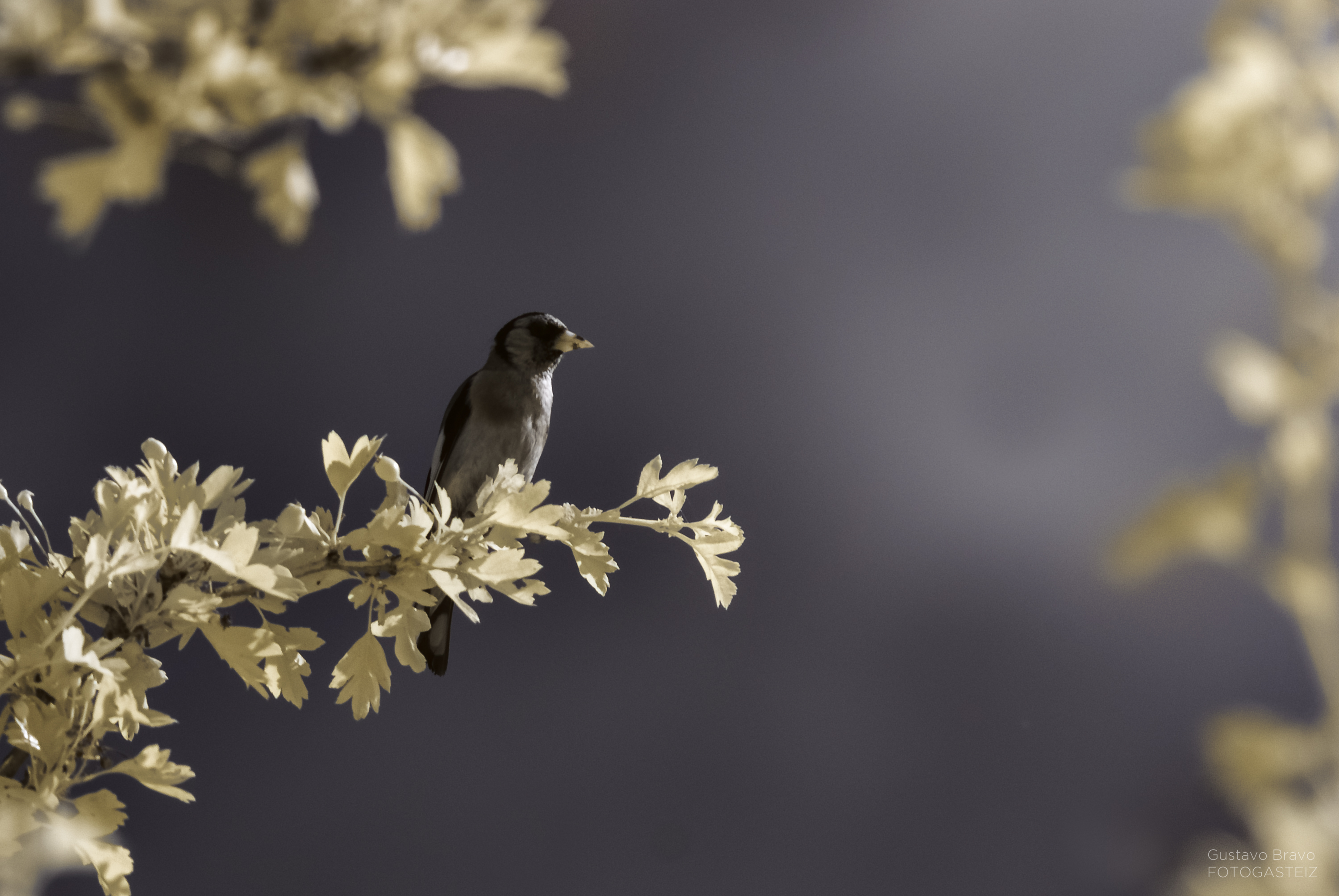 _DIR4692-Editar