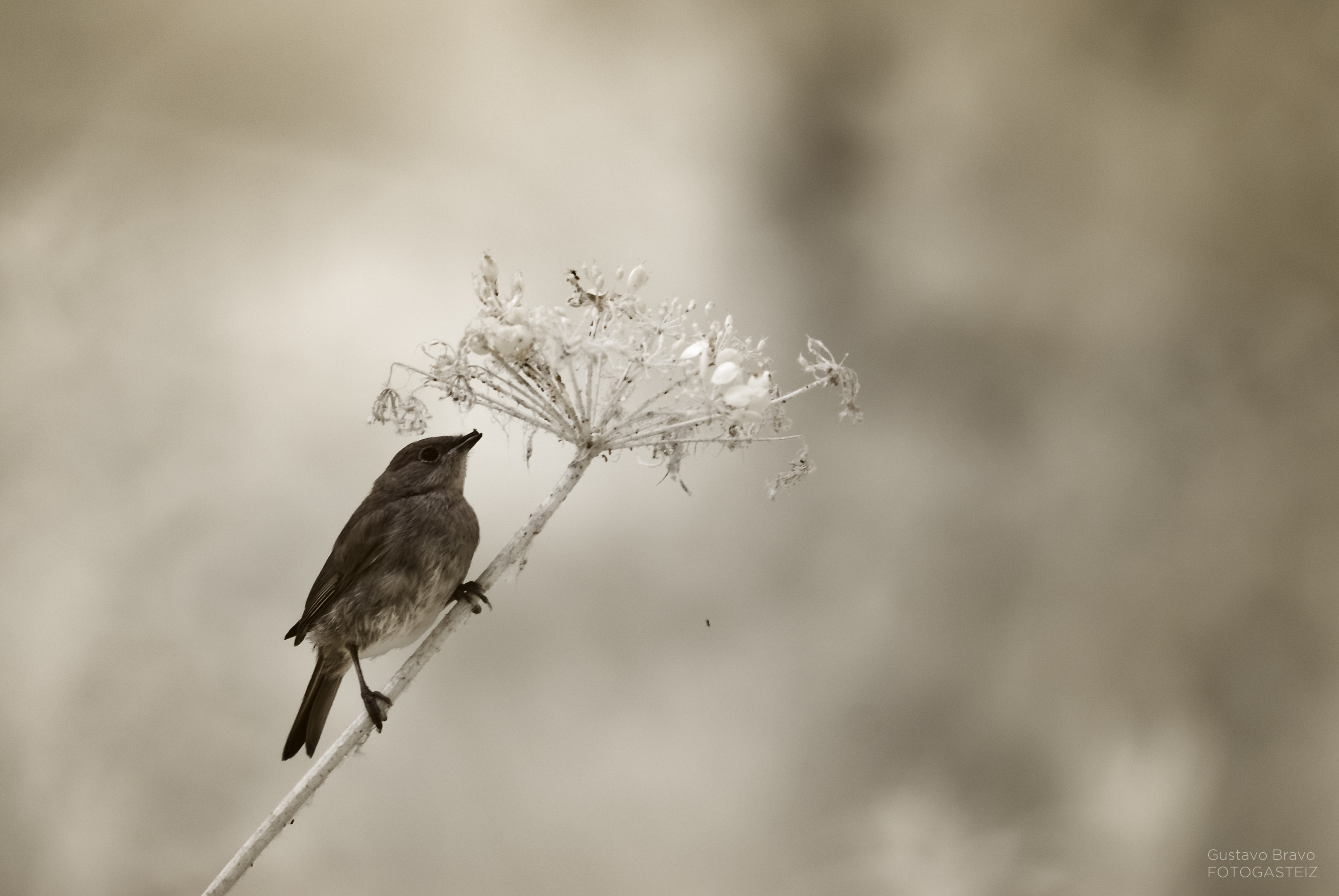 _DIR4850-Editar
