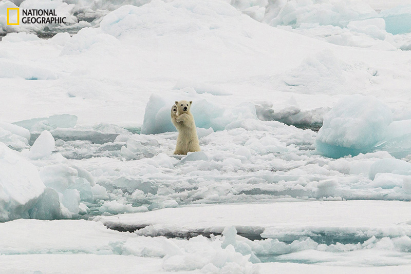 Un saludo desde el Ártico, Svalbard