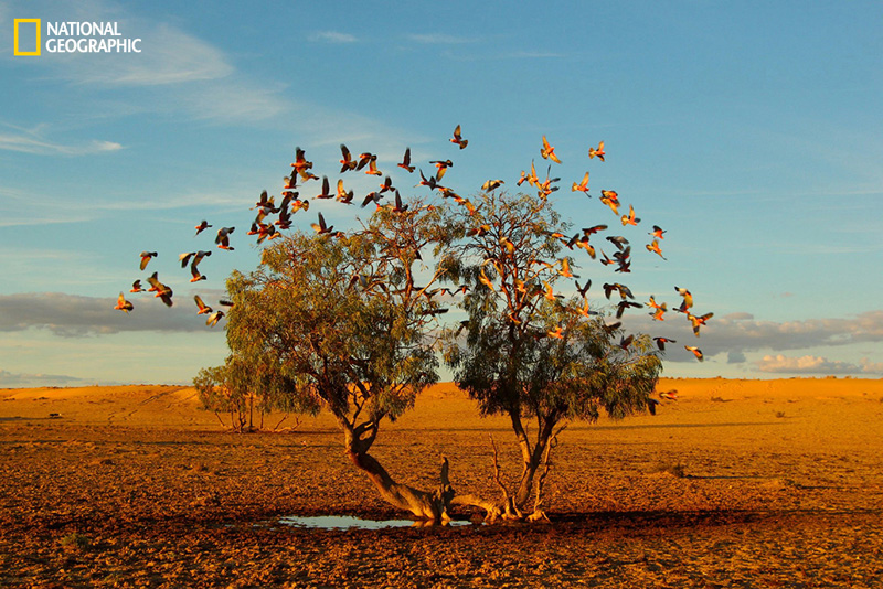 Un árbol soñando, desierto de Strezlecki (Australia)